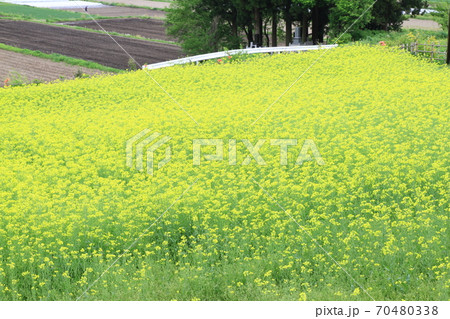 EOS7Dアルプス公園里山文化ゾーン菜の花その90 EOS7Dアルプス公園里山文化ゾーン菜の花その90 70480338