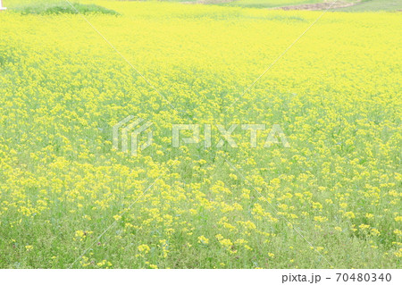 EOS7Dアルプス公園里山文化ゾーン菜の花その92 EOS7Dアルプス公園里山文化ゾーン菜の花その92 70480340