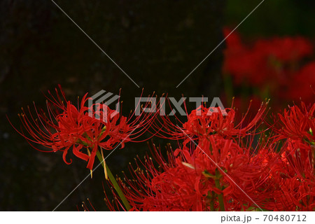 彼岸花 70480712
