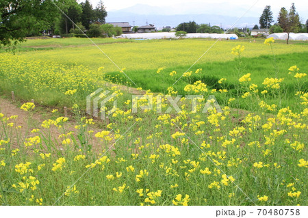 EOS7Dアルプス公園里山文化ゾーン菜の花その106 EOS7Dアルプス公園里山文化ゾーン菜の花その106 70480758