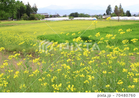 EOS7Dアルプス公園里山文化ゾーン菜の花その108 EOS7Dアルプス公園里山文化ゾーン菜の花その108 70480760