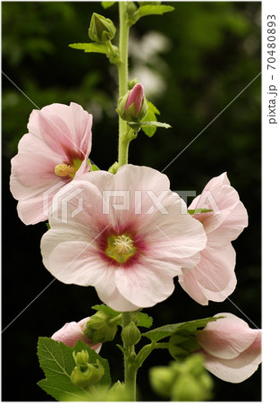 粋なタチアオイ 立葵 の花姿の写真素材