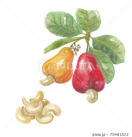 カシューナッツ　葉付き果実と種子 70481022