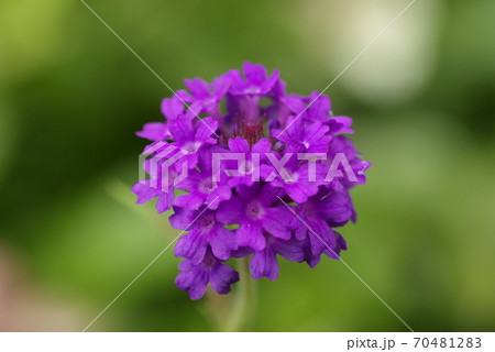 紫のバーベナ 花手毬 の花ボケが可愛いの写真素材