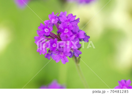 紫のバーベナ 花手毬 の花ボケが可愛いの写真素材