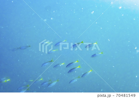 好天時の魚の群れ 好天時の魚の群れ 70481549