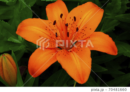 オレンジのユリ（百合）の花が情熱的　 70481660