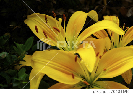 黄色いユリ(百合)の花から元気をもらう 黄色いユリ(百合)の花から元気をもらう 70481690
