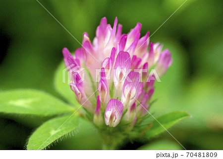 シロツメグサ クローバー の薄ピンクの花が可愛い の写真素材