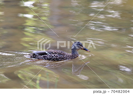 水辺のマガモ（メス） 70482004