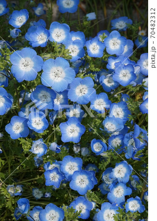 春の花畑 70482312