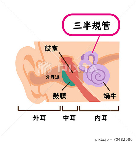 三半規管のイラスト素材 三半規管のイラスト素材 70482686