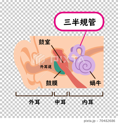 Illustration Material Of Semicircular Canals Stock Illustration