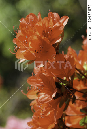 赤いキリシマツツジの花の写真素材