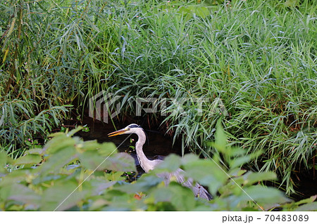 川で餌を探すアオサギ 川で餌を探すアオサギ 70483089