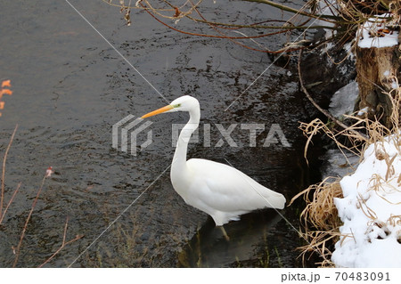 川で餌を探すシラサギ 川で餌を探すシラサギ 70483091