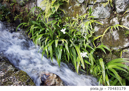葛城古道の春　小さな流れ 70483179