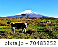 牛と富士山の年賀状素材 70483252