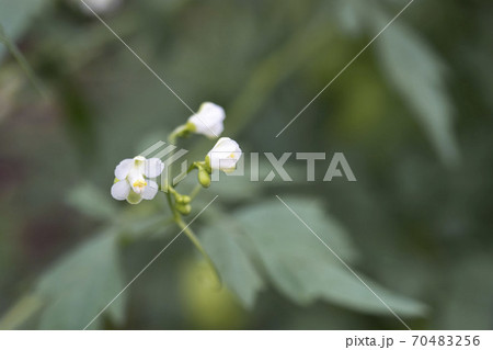 開きかけたフウセンカズラの蕾と花／Cardiospermum halicacabum 70483256