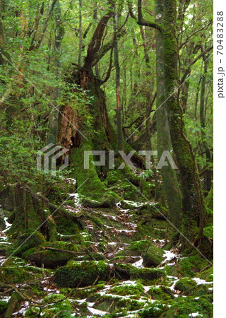苔むした幽玄の世界(屋久島:白谷雲水峡) 苔むした幽玄の世界(屋久島:白谷雲水峡) 70483288