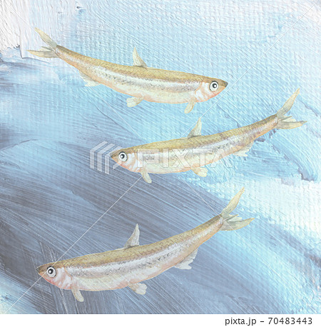 水中を泳ぐワカサギ 三尾 公魚 魚介 素材 背景あり【水彩】 70483443
