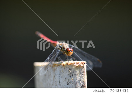 赤トンボ【ナツアカネ】の♀ 70483452