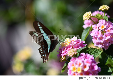 アオスジアゲハの訪花 70483613