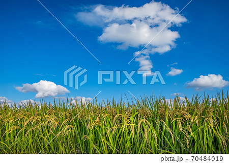 日本の風景「稲穂」 70484019