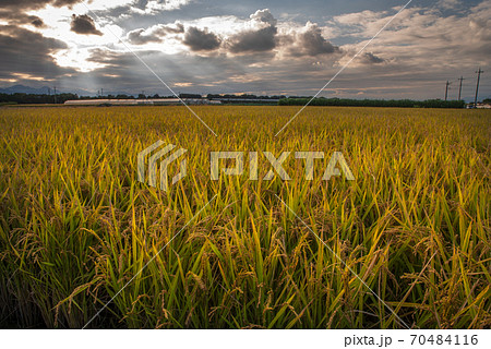 夕日に照らされる稲田【埼玉県上里町】 70484116