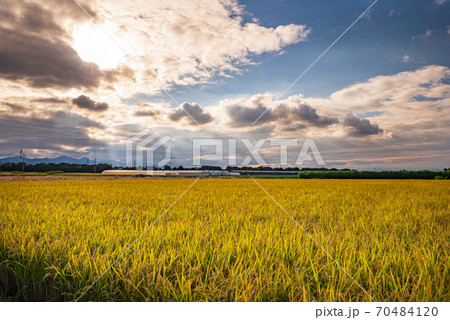 夕日に照らされる稲田【埼玉県上里町】 夕日に照らされる稲田【埼玉県上里町】 70484120