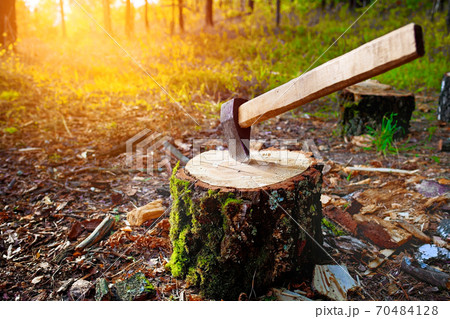 An axe in a chock. Wood harvesting in the forest. 70484128
