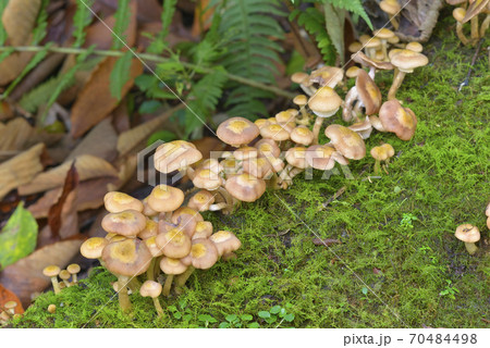 ナラタケ ナラタケ 70484498