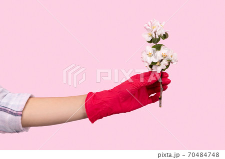 Female hand in a pink glove holds a flower. Stay safe stay home 70484748