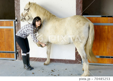 young woman cleans the horse's hooves 70485253