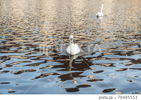 White swans swim in the lake in the autumn Park. 70485553