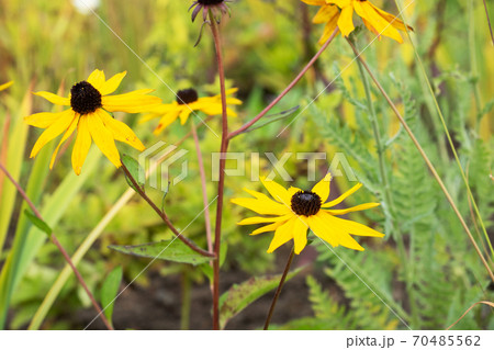 Bright autumn tsinia flowers grow in the garden. Selective focus Bright autumn tsinia flowers grow in the garden. Selective focus 70485562