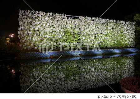 あしかがフラワーパーク 白藤の滝 ライトアップ 70485780