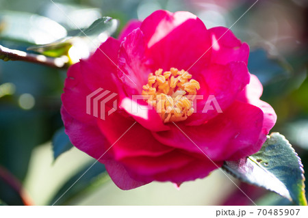 椿の花 70485907