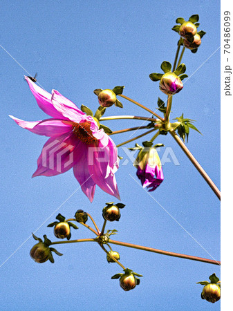 皇帝ダリア 70486099