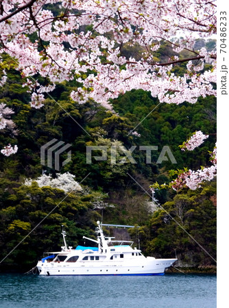 桜咲く西伊豆町安良里港とクルーザー 70486233