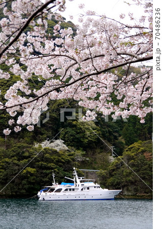 桜咲く西伊豆町安良里港と光進丸 70486236