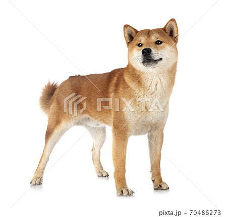 shiba inu in studio 70486273