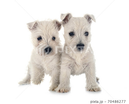 puppies West Highland White Terrier 70486277