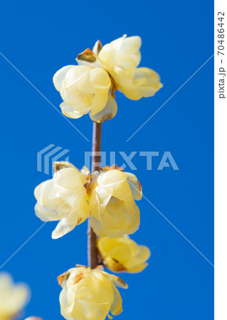 ロウバイの花 ロウバイの花 70486442