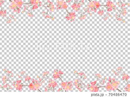 水彩で描いた桜の花のイラスト 70486470