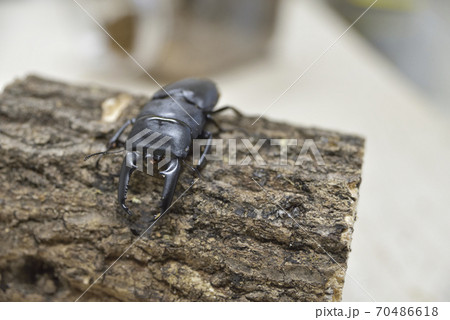 サキシマヒラタクワガタ 70486618