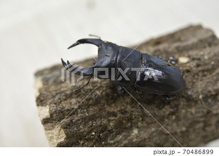 オオクワガタ オオクワガタ 70486899