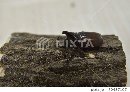 フローレンスニセヒメカブト 70487107