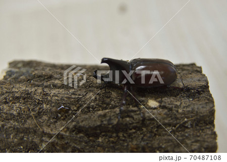 フローレンスニセヒメカブト 70487108