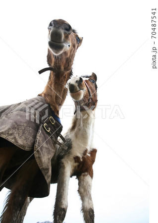 Two horses shot with a low perspective Two horses shot with a low perspective 70487541